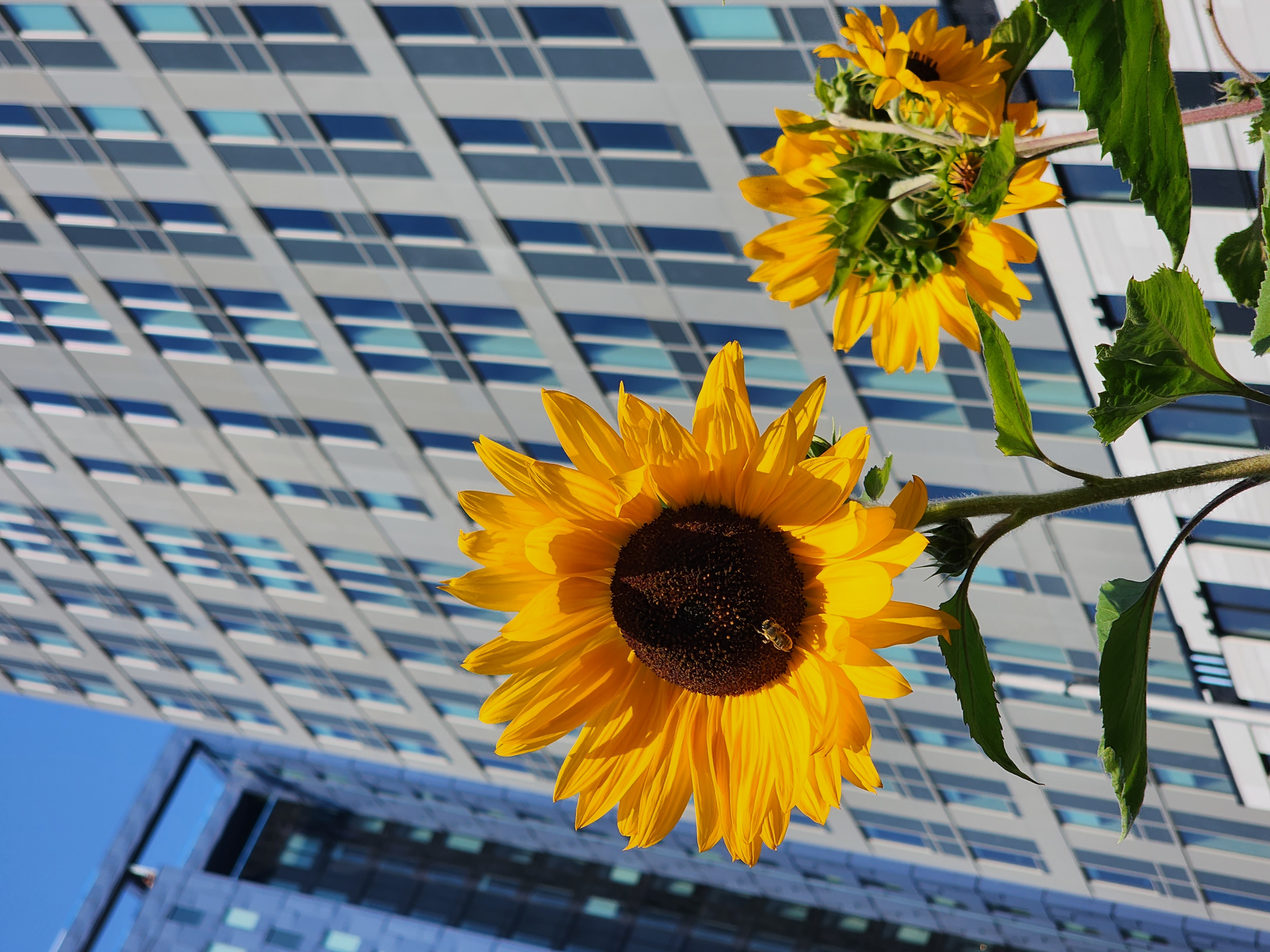 Sunflower Sunshine | Photographed on Canon EOS 90D