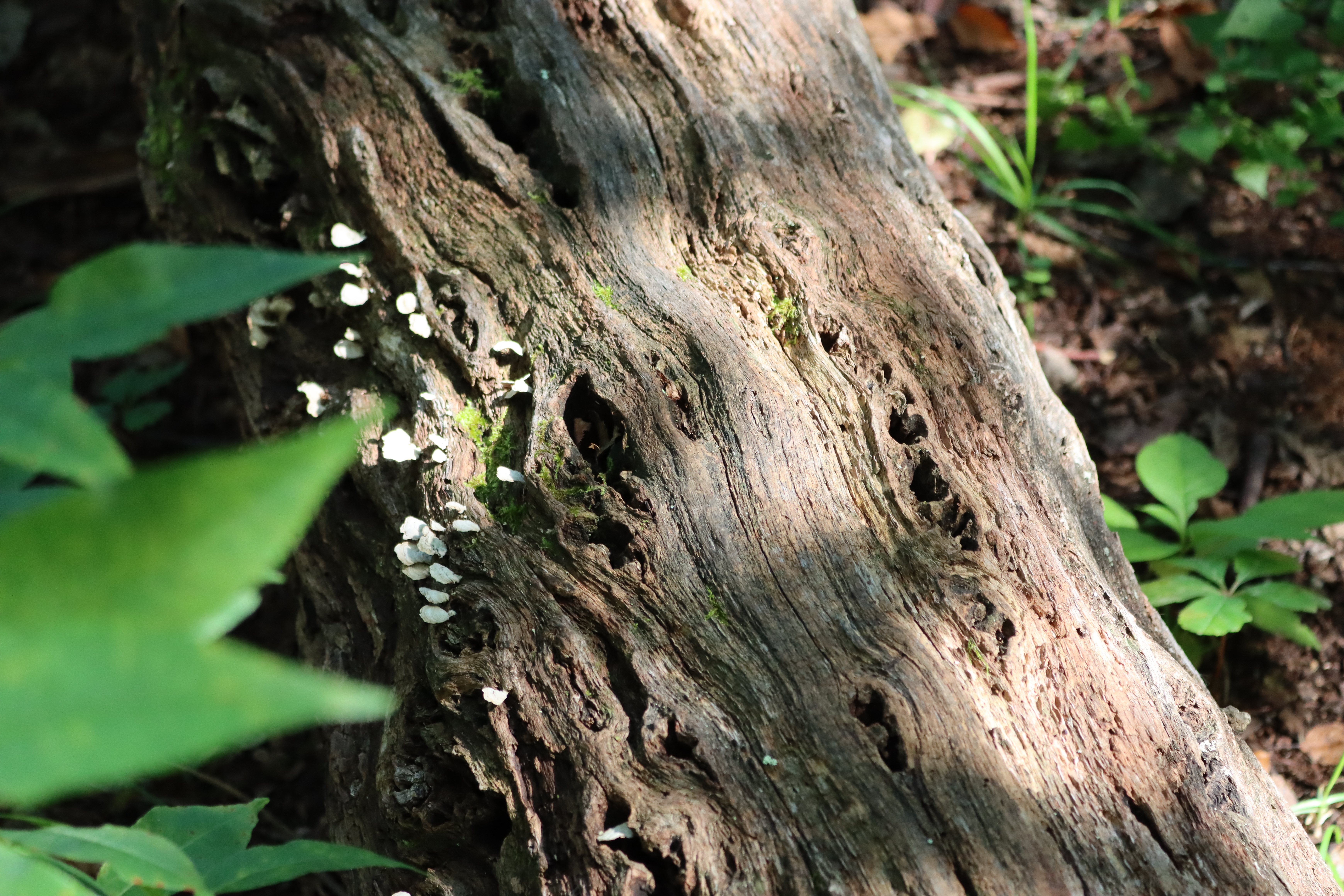 Carved Shade | Photographed on Canon EOS 90D